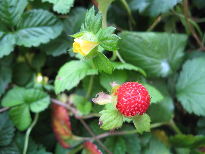 Strawberry plant with yellow flowers