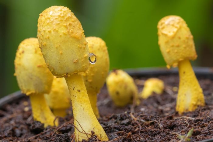 Yellow mushroom fungus soil potting houseplant plant mushrooms tiny leucocoprinus gardenexperiments