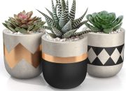 Succulent plant with pot