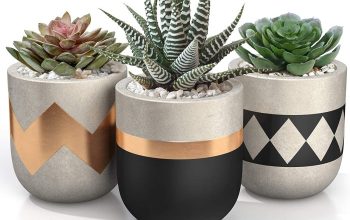 Succulent plant with pot