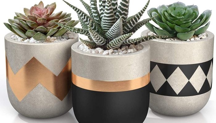 Succulent Plant with Pot A Gardeners Guide