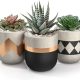 Succulent Plant with Pot A Gardeners Guide