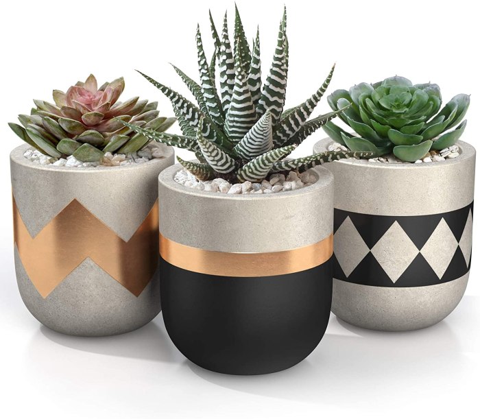 Succulent plant with pot