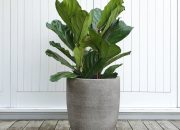 Best plants to plant in pots