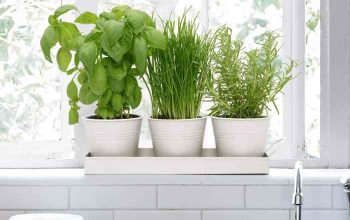 Indoor window plant pots