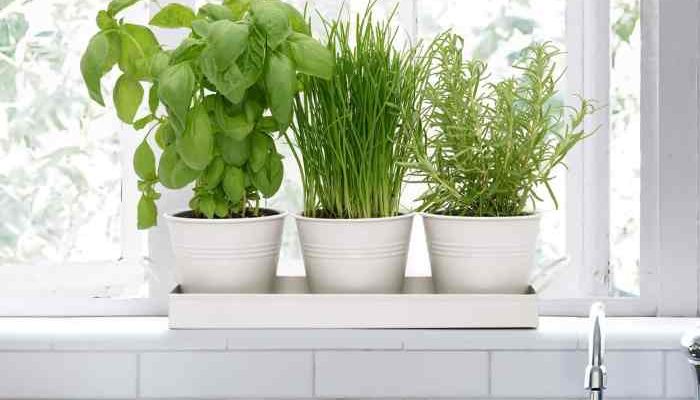 Indoor Window Plant Pots A Gardeners Guide