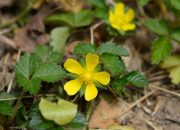 Strawberry plant with yellow flowers