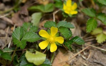 Strawberry plant with yellow flowers