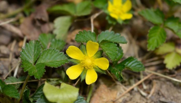 Strawberry Plant with Yellow Flowers