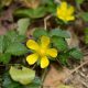 Strawberry Plant with Yellow Flowers