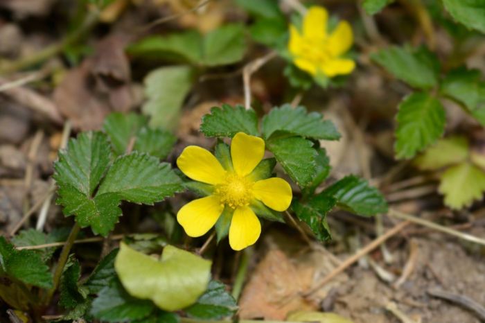 Strawberry plant with yellow flowers