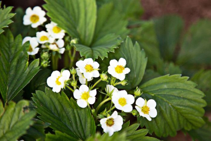 Strawberry flowers guide flowering different