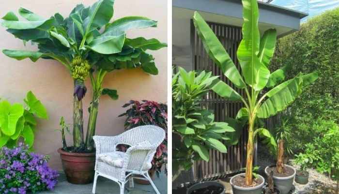 Banana plant in pot