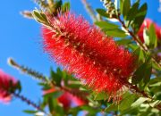 Bottle brush plant flowers