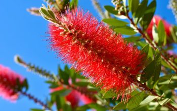 Bottle brush plant flowers