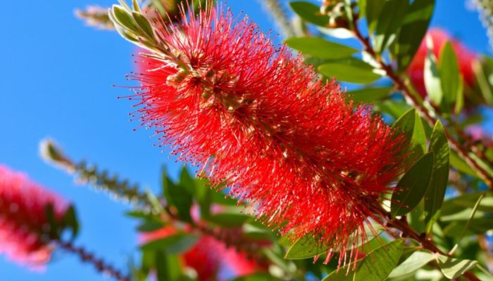 Bottle Brush Plant Flowers A Complete Guide