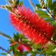 Bottle Brush Plant Flowers A Complete Guide