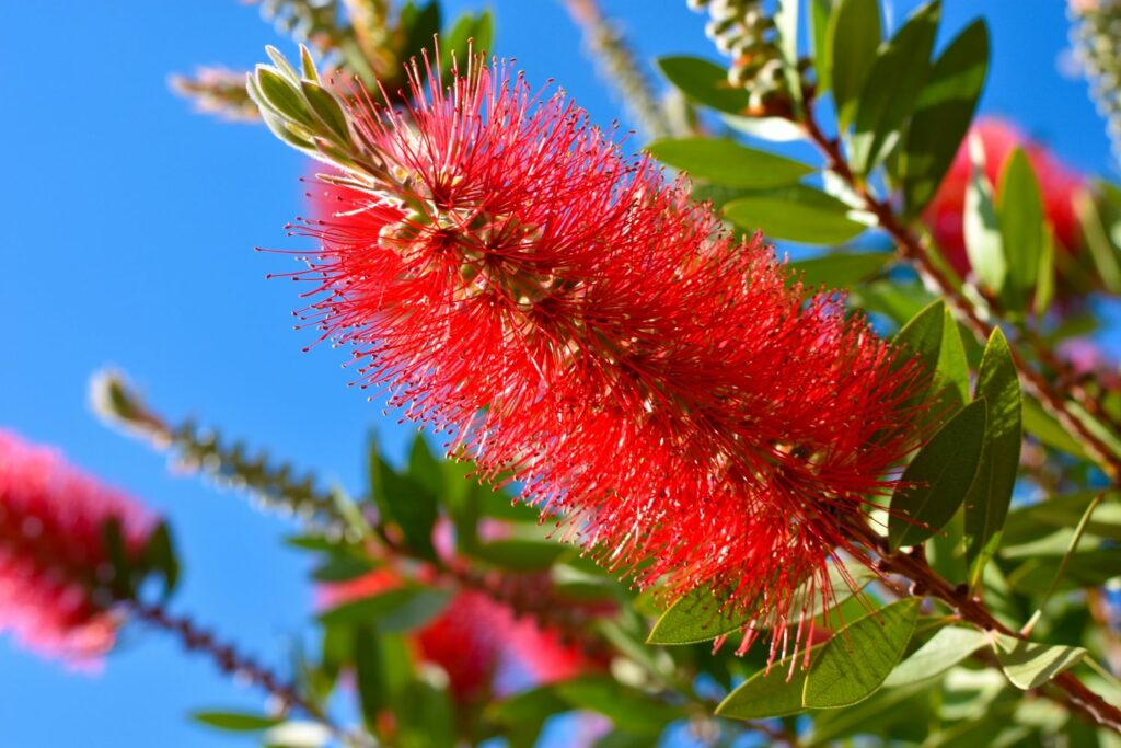 Bottle brush plant flowers