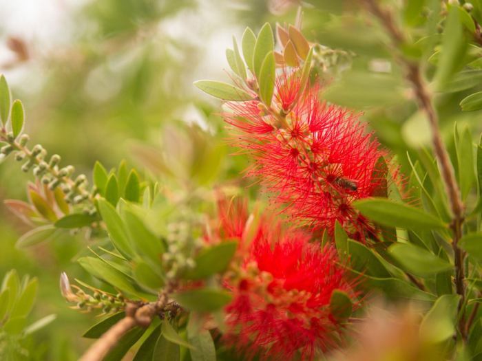 Red brush bottle bottlebrush desert plant plants garden callistemon easy care delimont danita getty