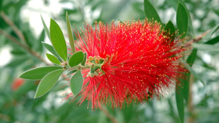 Bottle brush plant flowers