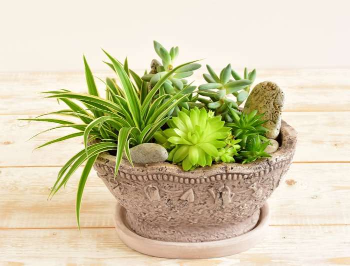 Succulent plant with pot