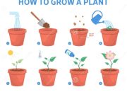 How do you grow a pot plant