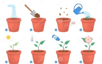 How do you grow a pot plant