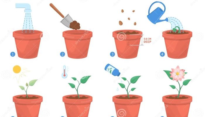 How Do You Grow a Pot Plant?