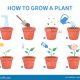 How Do You Grow a Pot Plant?