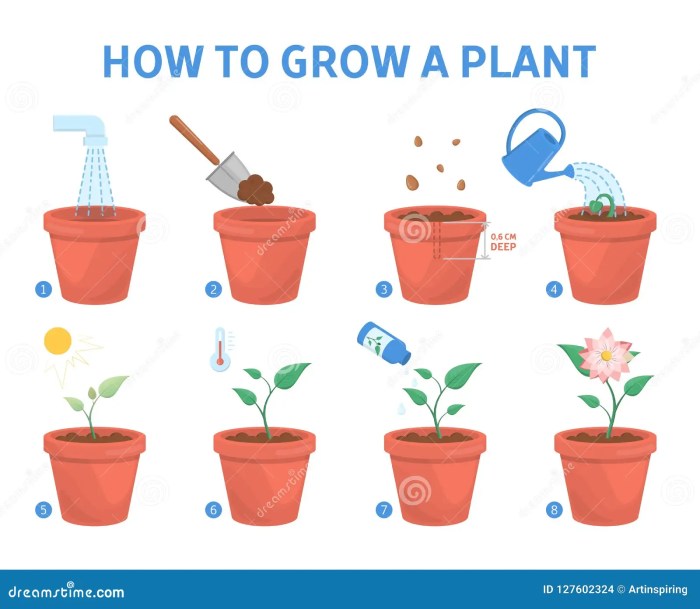 How do you grow a pot plant