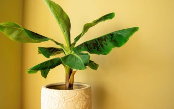 Banana plant in pot