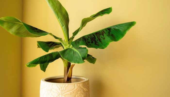 Banana Plant in Pot A Homegrown Guide