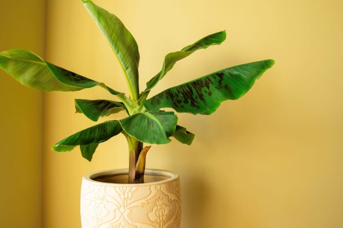 Banana plant in pot