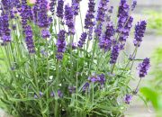 Lavender plant in pot