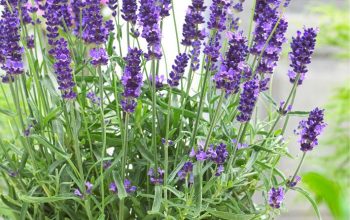 Lavender plant in pot