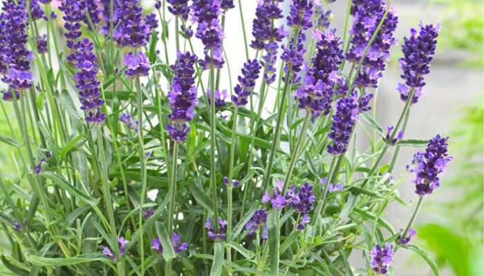 Lavender Plant in Pot A Complete Guide