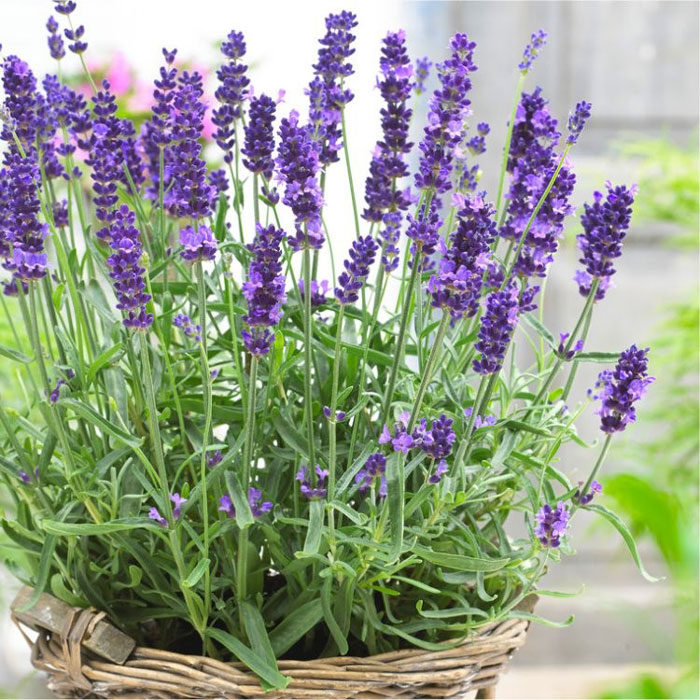 Lavender plant in pot