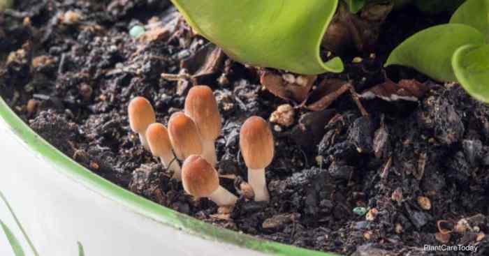 Mushroom growing in potted plant