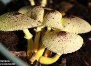 Mushrooms growing in potted plant