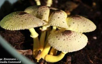 Mushrooms growing in potted plant