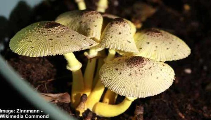 Mushrooms Growing in Potted Plants