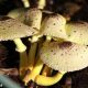 Mushrooms Growing in Potted Plants