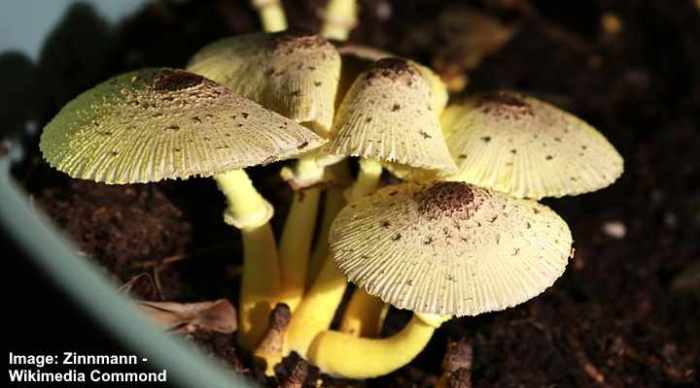 Mushrooms growing in potted plant