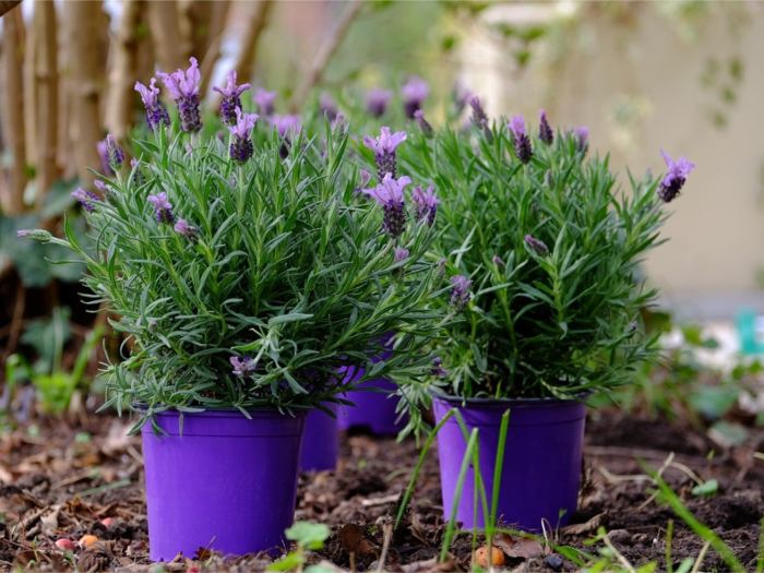 Lavender plant in pot