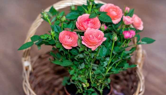 Can You Plant Roses in a Pot?