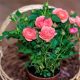 Can You Plant Roses in a Pot?