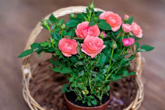 Can you plant roses in a pot