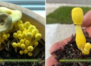 Mushroom growing in potted plant