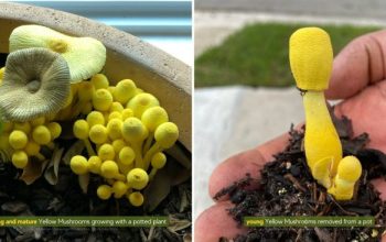 Mushroom growing in potted plant