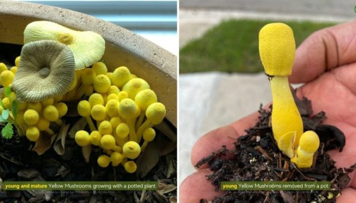 Mushroom Growing in Potted Plant A Fascinating Discovery